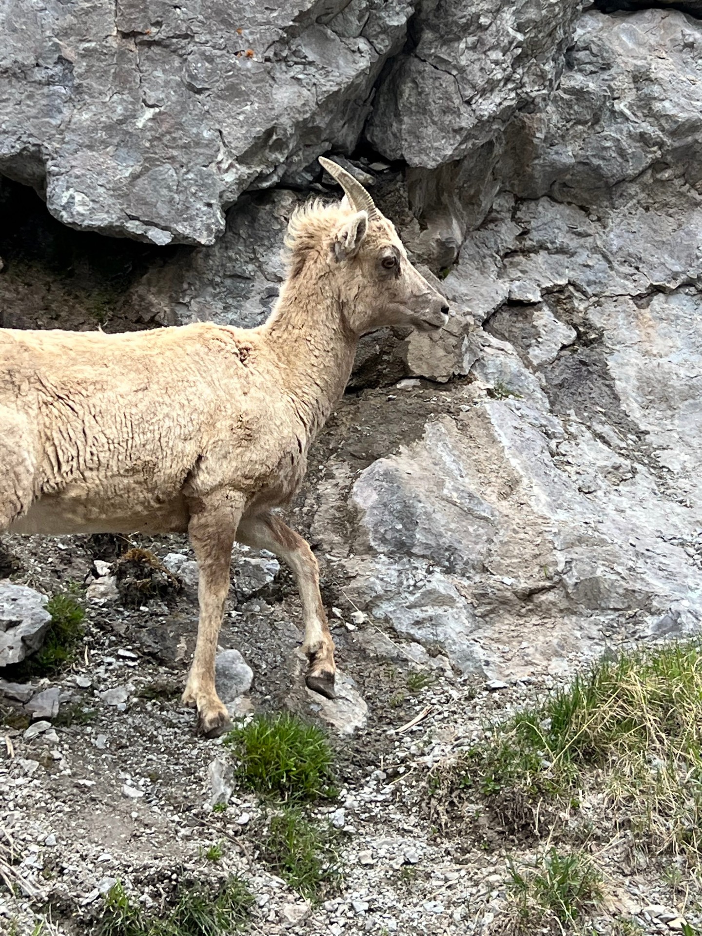 Bighorn sheep on rocky terrain outside Lake City, Colorado