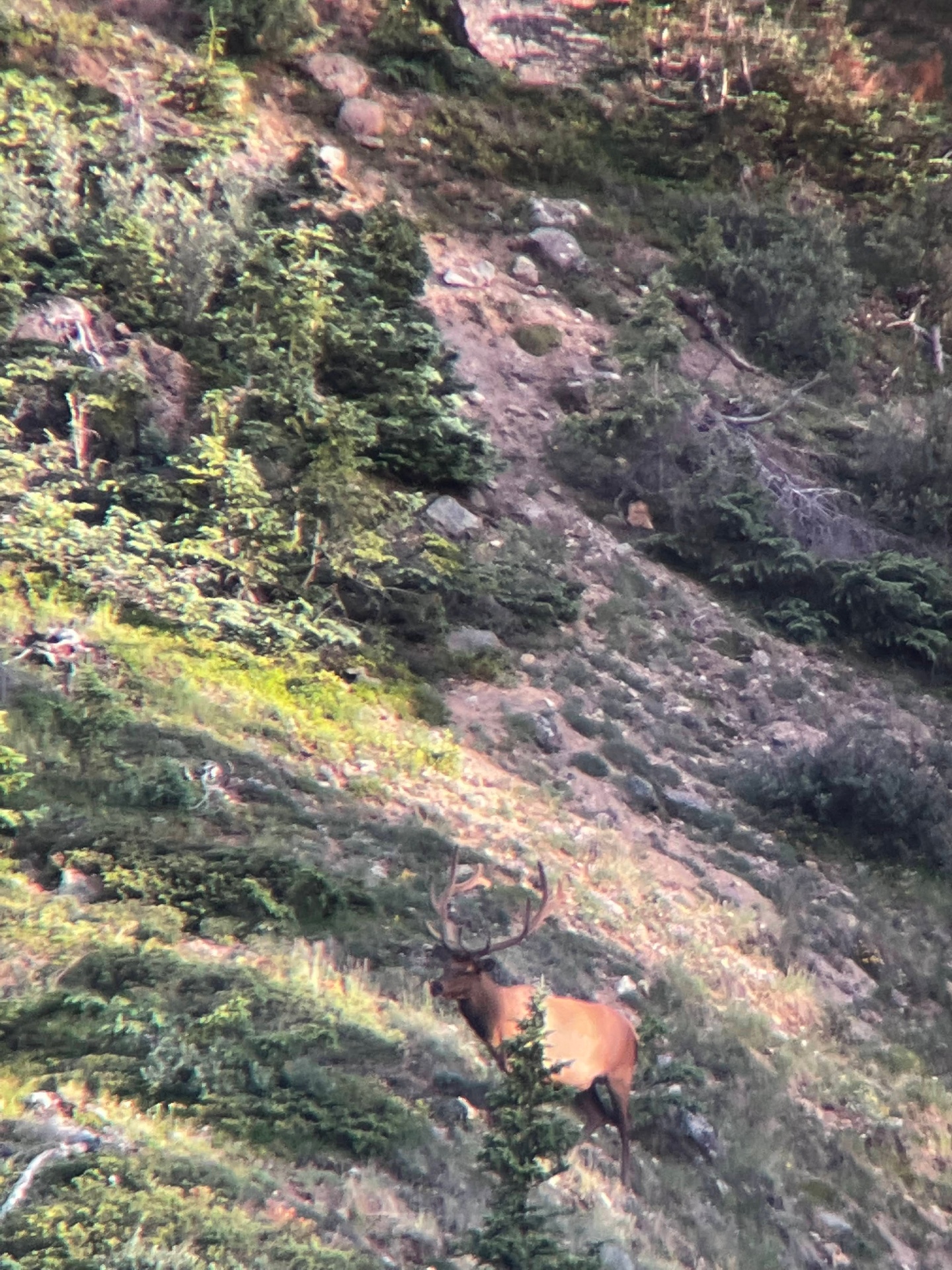 Bull elk on a steep alpine hillside above Burrows Park