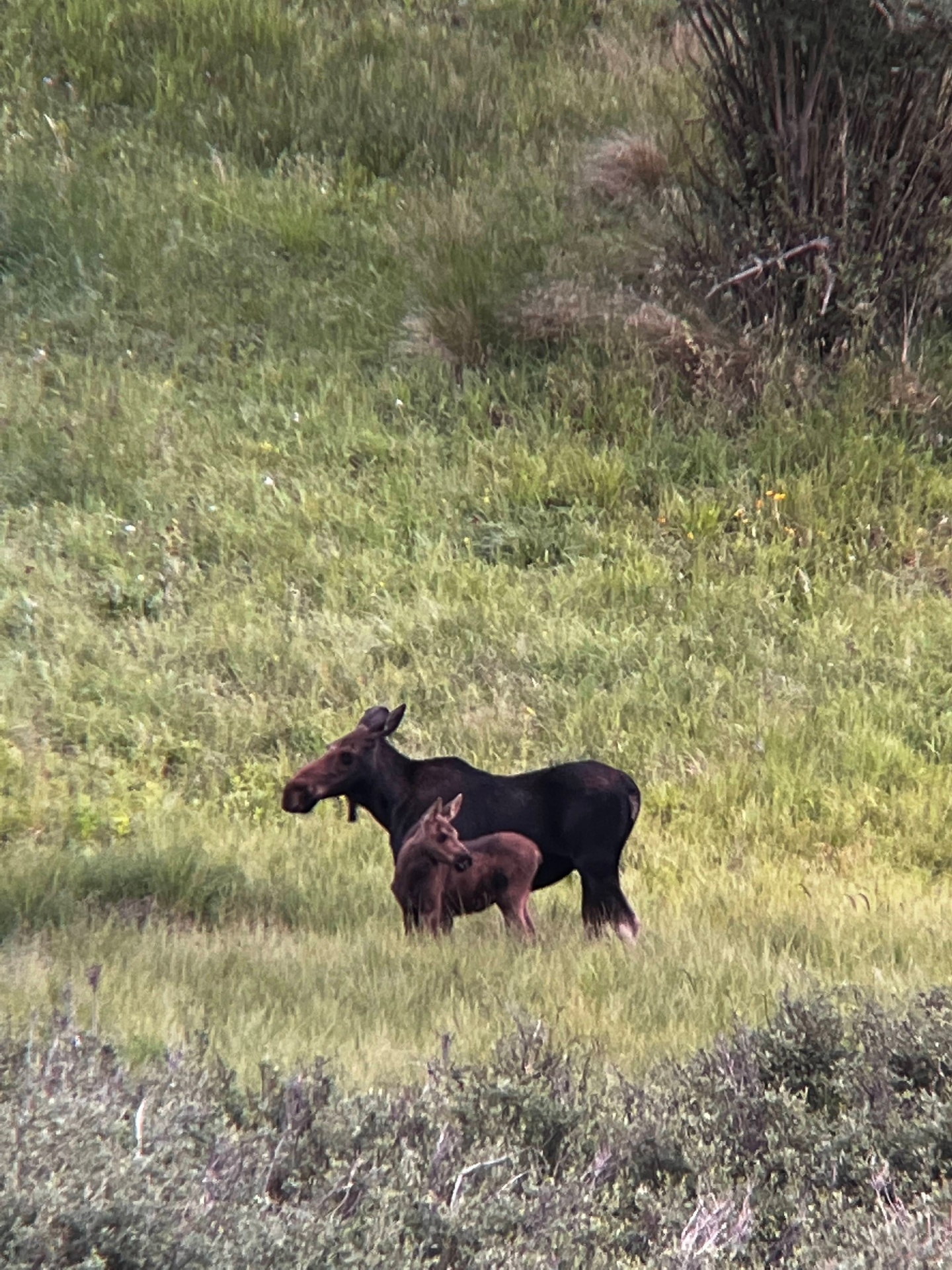 Cow moose and her calf grazing in a green meadow at Burrows Park
