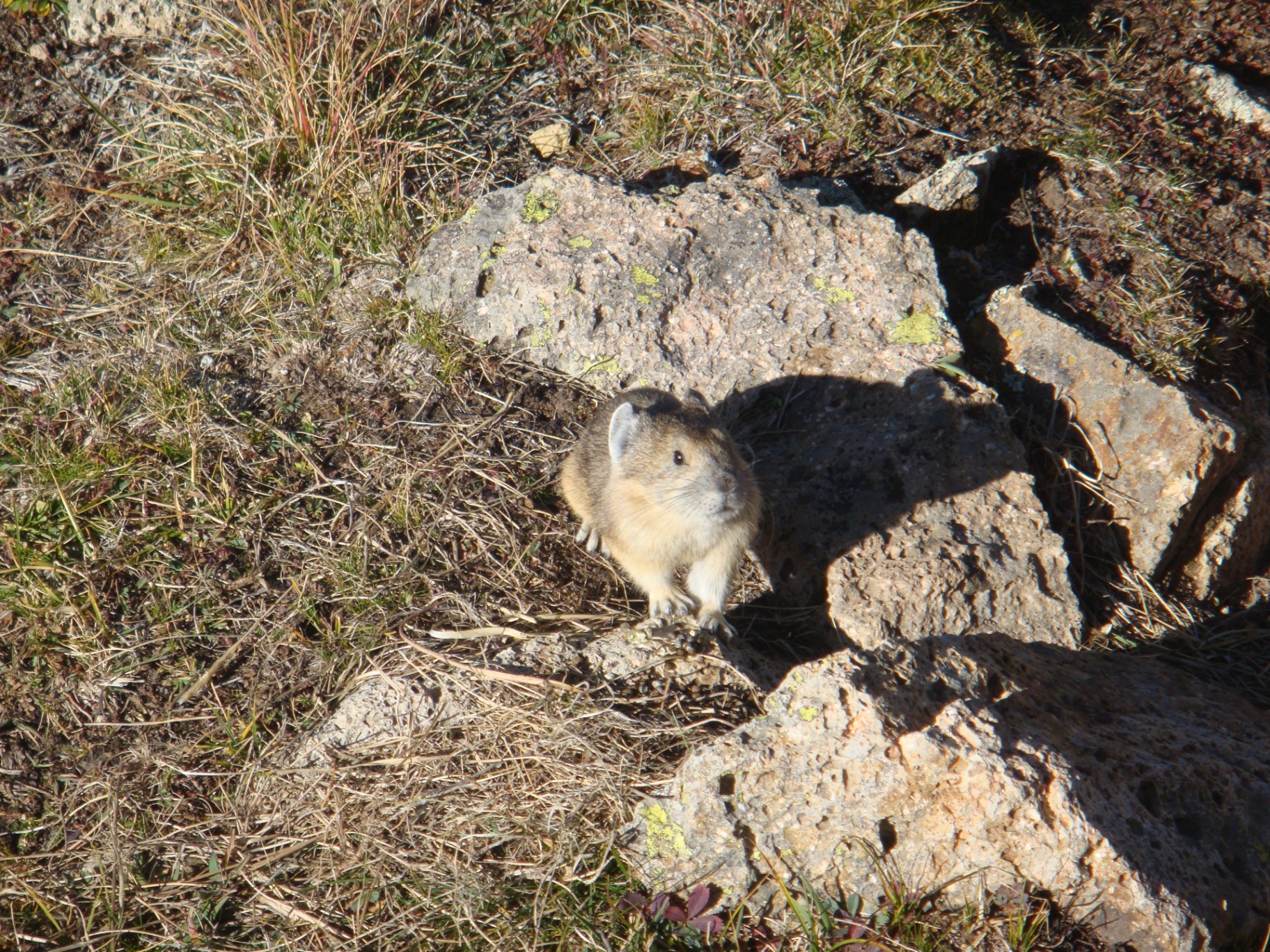 Alpine pika perched on lichen-covered rocks at high elevation
